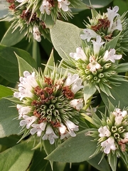 Pycnanthemum setosum