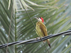 Colaptes punctigula striatigularis