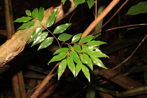 Xylopia caudata
