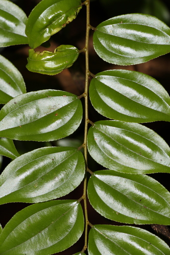 Ziziphus elegans