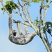 Tapajos Three-toed Sloth - Photo (c) Nelson Wisnik, some rights reserved (CC BY-NC), uploaded by Nelson Wisnik