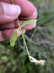 Plectritis macrocera