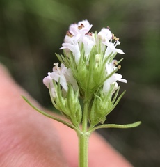 Plectritis macrocera