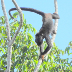 Alouatta discolor