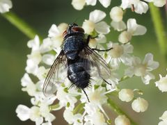 Epicampocera succincta