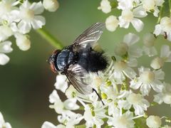 Epicampocera succincta