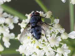 Epicampocera succincta