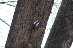 Dryobates pubescens