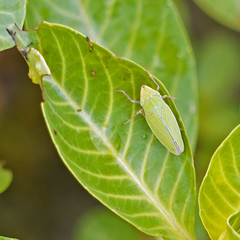 Draeculacephala minerva