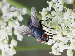 Epicampocera succincta