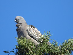 Patagioenas maculosa
