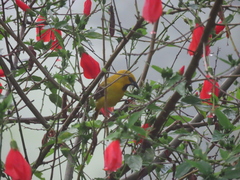 Icterus nigrogularis nigrogularis
