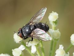 Epicampocera succincta