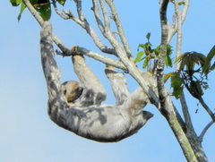 Bradypus variegatus tapajoensis