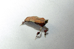 Galasa nigripunctalis