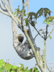 Bradypus variegatus tapajoensis