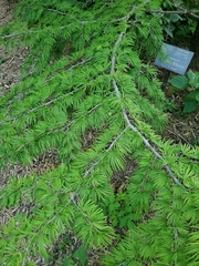 Pseudolarix amabilis