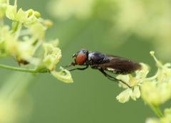 Chrysogaster solstitialis