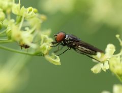 Chrysogaster solstitialis