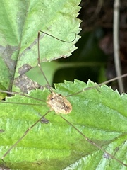 Leiobunum curvipalpe