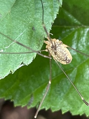 Leiobunum curvipalpe