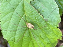 Leiobunum curvipalpe