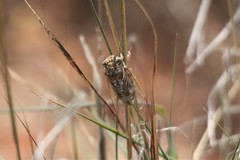 Diceroprocta eugraphica