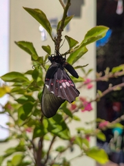 Heraclides anchisiades capys