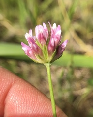 Trifolium ciliolatum