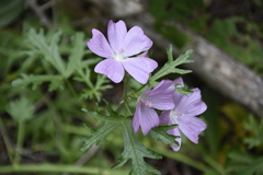 Malva alcea
