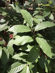Frangula betulifolia