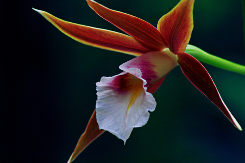 Calanthe tankervilleae