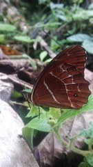 Oxeoschistus simplex