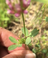 Trifolium ciliolatum