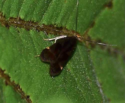 Shining Dichomeris Moth photo 4