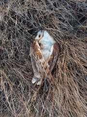 Tyto alba