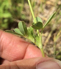 Trifolium ciliolatum