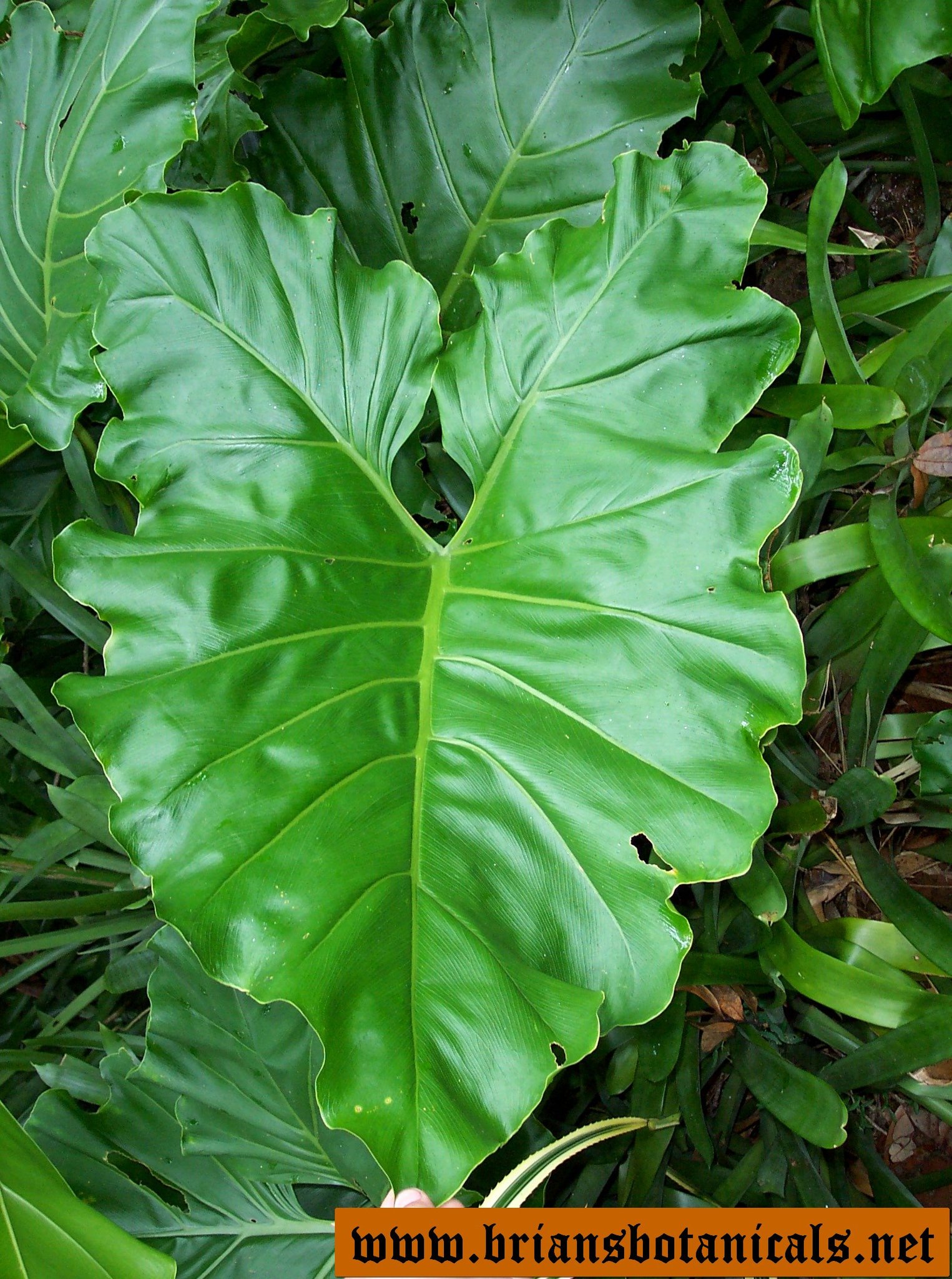 Philodendron undulatum  iNaturalist