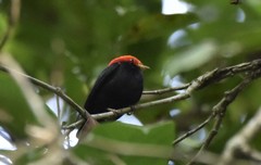 Ceratopipra rubrocapilla