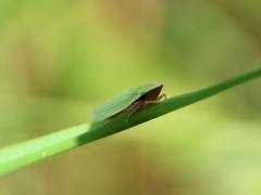 Draeculacephala antica