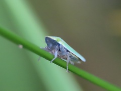 Draeculacephala antica