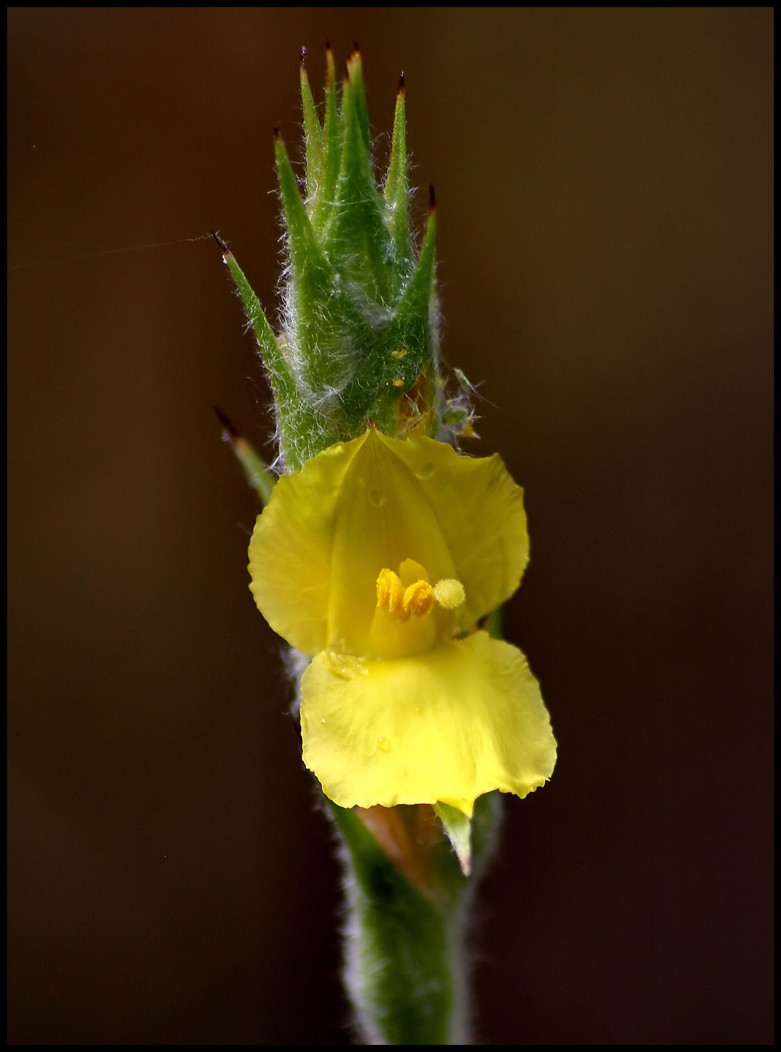 Philydraceae