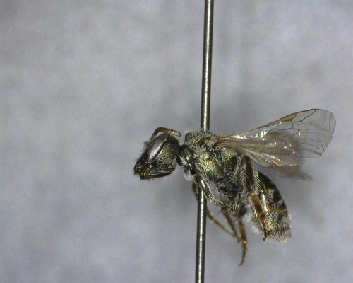 iNaturalist observation photo of Incomplete Sweat Bee