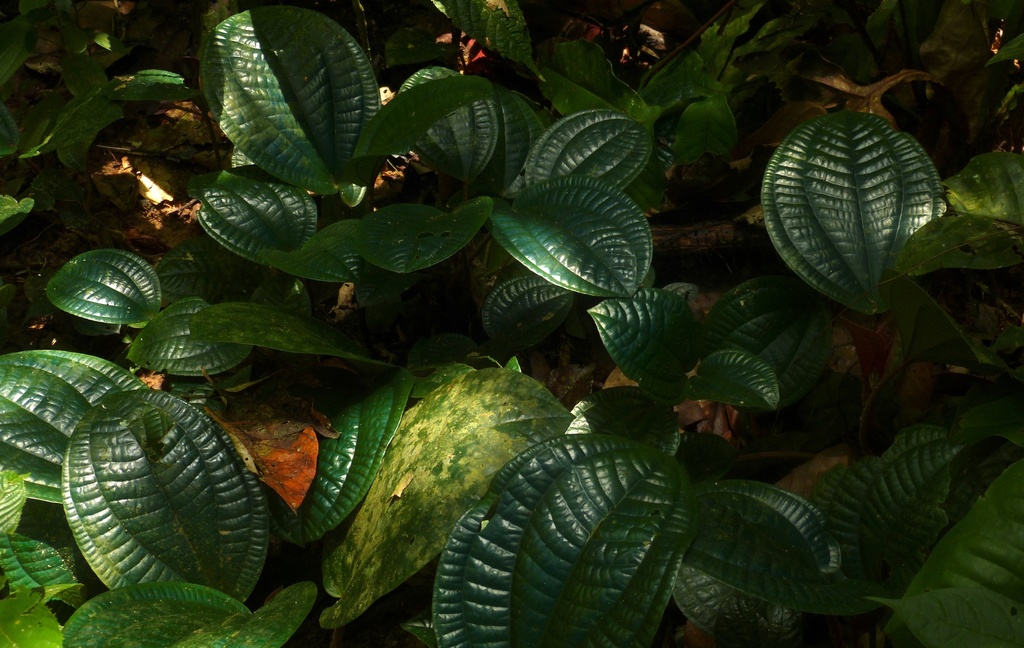 Phyllagathis rotundifolia (Phyllagathis rotundifolia)