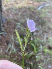 Tephrosia spicata