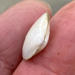 Cryptomya californica