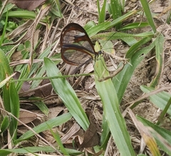 Ithomia agnosia zikani