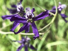 Delphinium hesperium