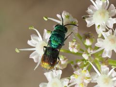Chrysis marginata aliunda