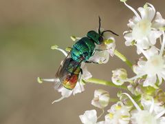 Chrysis marginata aliunda